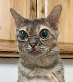 Innehåller en bild av: gumbus